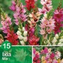 Ixia Mix: Mix colorato di bulbi estivi per aiuole e vasi.