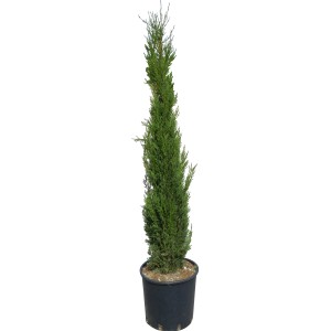 Cipresso toscano GROW by OBI "Pyramidalis", circa 160 cm di altezza in vaso. Atmosfera mediterranea per il giardino.