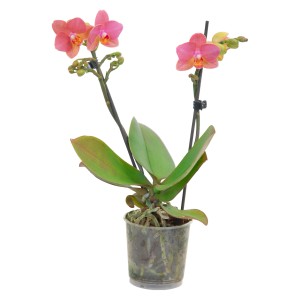 Orchidea farfalla (Phalaenopsis) arancio-gialla con due germogli in vaso.