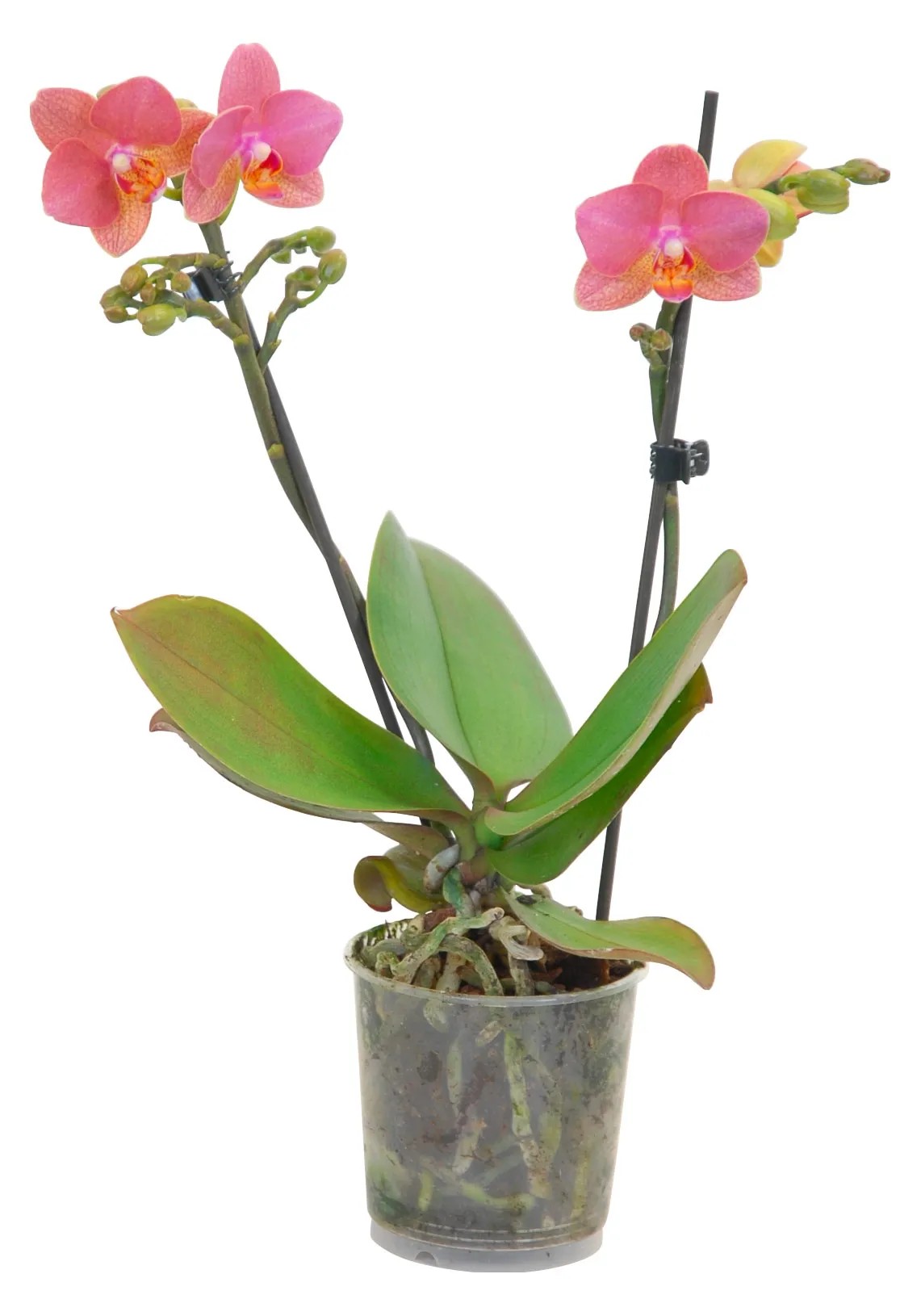 Vaso a farfalla in acrilico trasparente, vaso per fiori con cornice a farfalla, vaso decorativo unico e moderno per matrimoni, casa, ufficio, centrotavola, regalo per donne