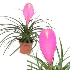 Tillandsia rosa in vaso, una bromeliacea esotica per la tua casa.