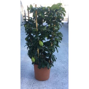 t.b.t. Albero da frutto in vaso, foglie e frutti verdi.