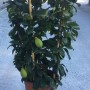 t.b.t. Albero da frutto in vaso, foglie e frutti verdi.