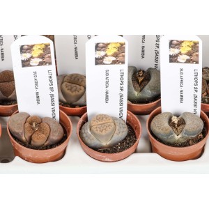 Diversi cactus Lithops (pietre viventi) in vaso, vari colori e motivi.