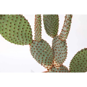 Succulenta t.b.t. verde con piccoli punti marroni.