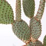 Succulenta t.b.t. verde con piccoli punti marroni.