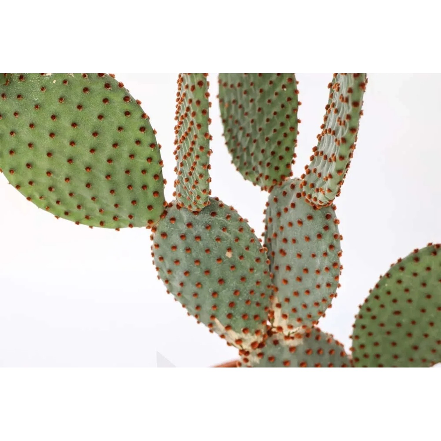 Succulenta t.b.t. verde con piccoli punti marroni.