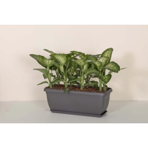 Cassetta Unica in plastica 40x20x16,4 cm Grigio Fumo Light