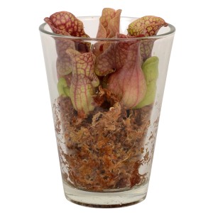 Mix di piante carnivore in vaso di vetro, diametro vaso circa 13 cm.