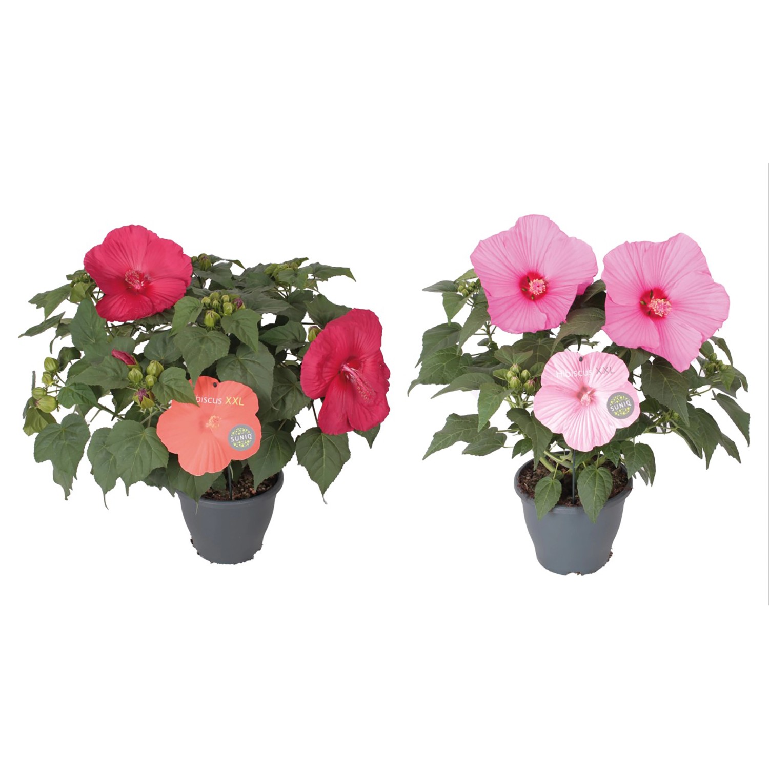 Ibisco in vari colori in vaso. Pianta fiorita per aiuole e vasi.