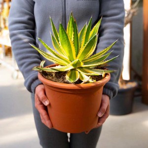 Succulenta giallo-verde (t.b.t.) in vaso, tenuta in mano.