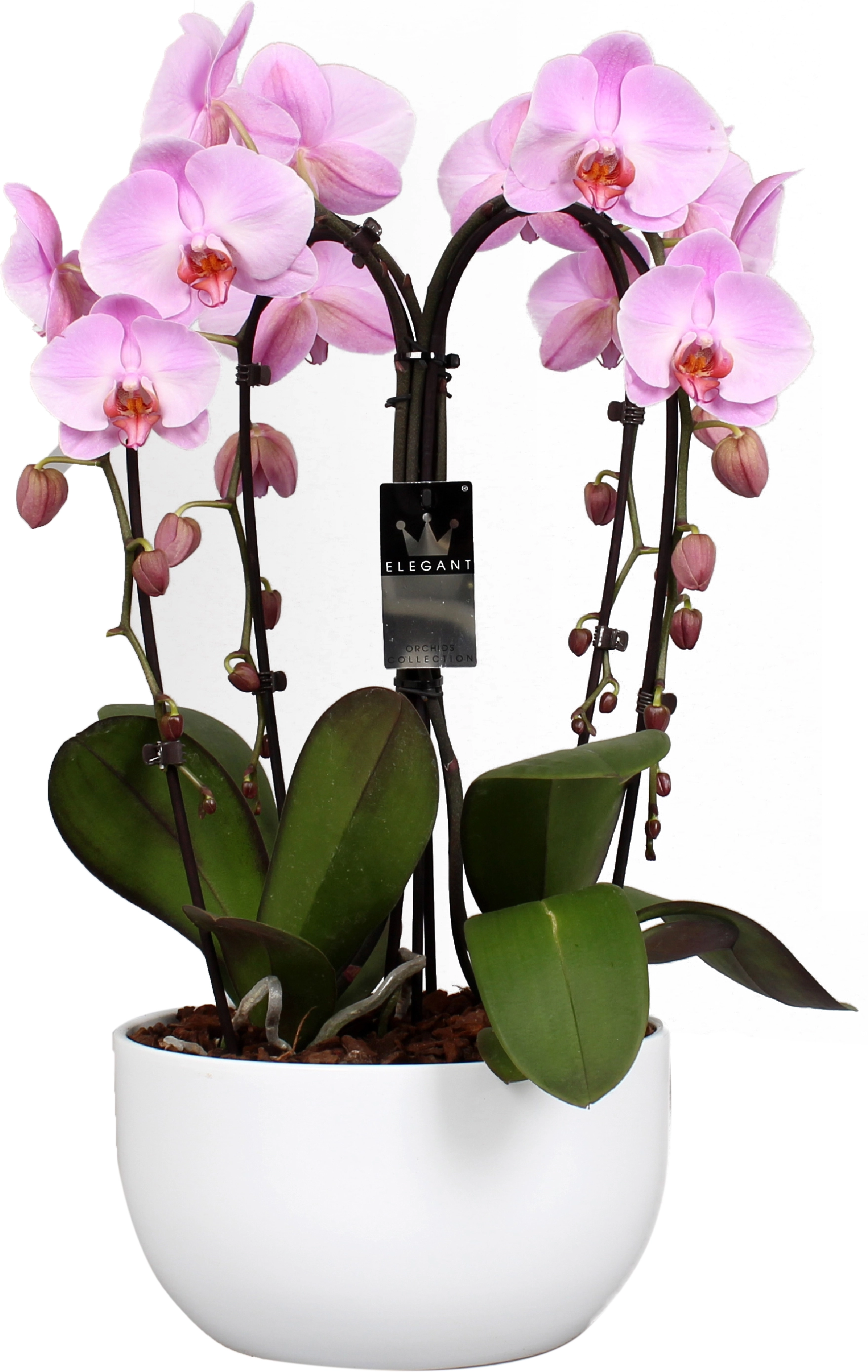 PHALAENOPSIS Pianta da vaso, Orchidea, 2 steli - IKEA Italia