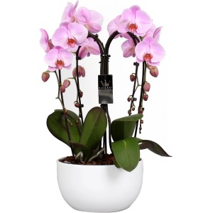 Composizione di orchidee rosa con 4 steli in vaso di ceramica bianca (Ø 25cm).