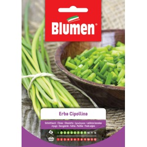 Semi di erba cipollina di Blumen, Erba Cipollina, per erbe aromatiche in giardino.