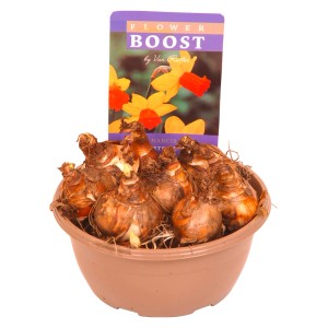 Narciso Jet Fire in vaso (circa 16 cm Ø) con fiori giallo-arancio per la piantumazione primaverile.