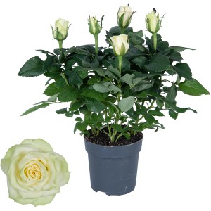 Rosa da interni bianca in vaso, alta circa 30-35 cm, con fiori e boccioli.