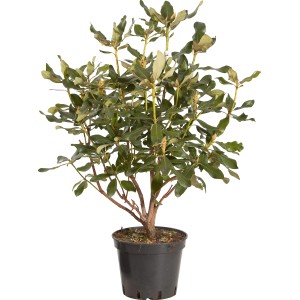 Rododendro in vaso con foglie verdi.