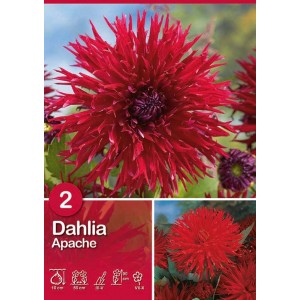 Dalia 'Apache' rossa brillante con petali appuntiti, ideale per aiuole e vasi.