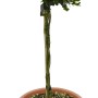 Bosso 'Faulkner' in vaso, altezza circa 65 cm, adatto come arte topiaria.