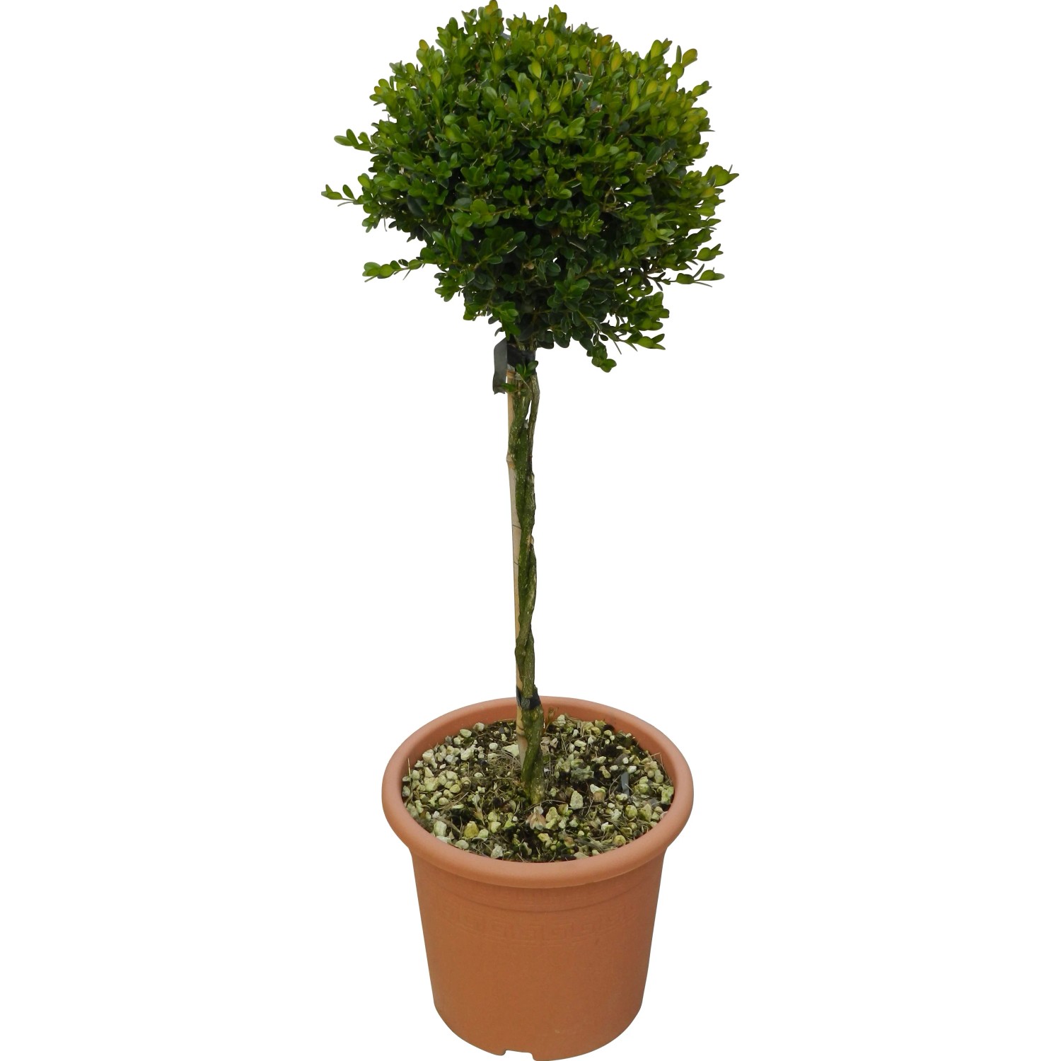 Bosso 'Faulkner' in vaso, altezza circa 65 cm, adatto come arte topiaria.