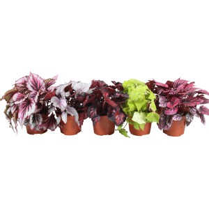 Diverse begonie rex Beleaf GROW by OBI in vaso, con colori e motivi fogliari differenti.