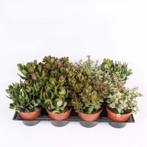 Crassula Mix piante grasse vaso Ø 12 cm