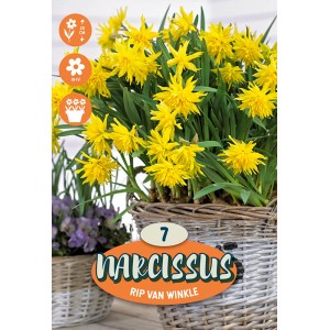Narciso botanico giallo a fiori doppi 'Rip van Winkel' in un cesto.