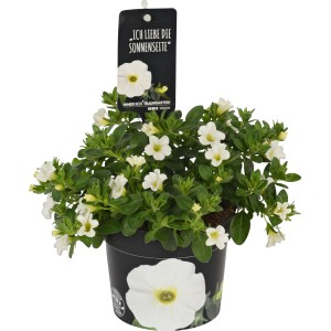 Callie White Calibrachoa in vaso, fiori bianchi per balcone e giardino.