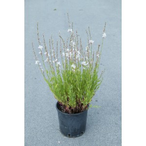 Arbusto t.b.t. in vaso con delicati fiori bianchi.