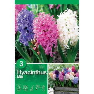 Mix di giacinti multicolore come bulbi da fiore per aiuole e vasi.