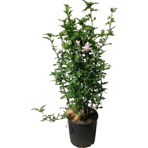 Altea (Ibisco) in vaso con foglie verdi e un fiore rosa.