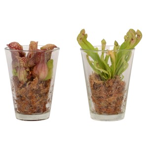 Mix di piante carnivore in vaso di vetro, Ø 13cm.