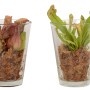 Mix di piante carnivore in vaso di vetro, Ø 13cm.