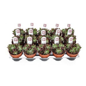 Molti piccoli cactus (t.b.t.) in vaso su un vassoio.