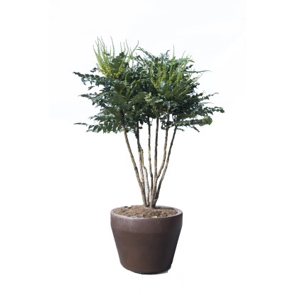 Mahonia x media "Charity" multitronco