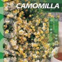 Confezione di semi di camomilla, una varietà di erba aromatica per il giardino.