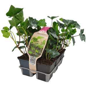 Confezione da 6 di edera Hibernica in vasi da 9 cm. Pianta rampicante sempreverde per muri e facciate.