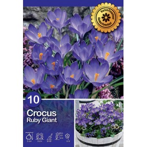 Dettaglio di croco 'Ruby Giant' viola in fiore. Fiori primaverili resistenti al freddo per aiuole e vasi.