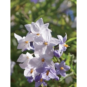Fiori della pianta in vaso t.b.t. con petali bianchi e viola e stami gialli.