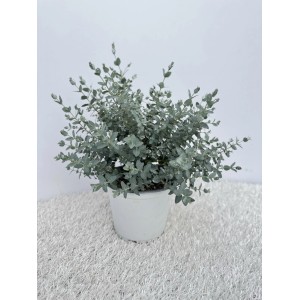 Pianta di eucalipto in vaso, pianta aromatica con foglie verde-argento.