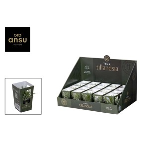 Espositore di mini Tillandsie in vaso, bromeliacee facili da curare per la casa.