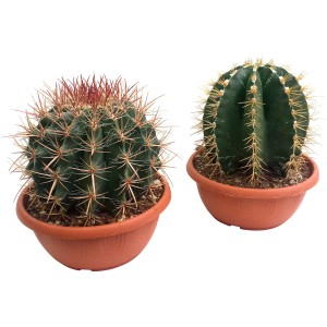 Due cactus diversi in vaso, piante grasse.