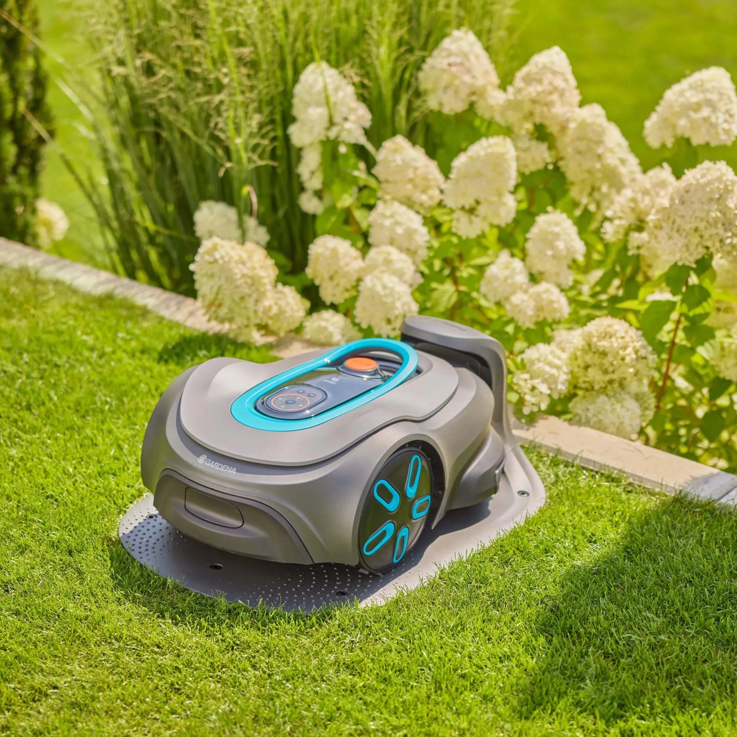 Robot tagliaerba grigio su prato davanti a ortensie bianche.