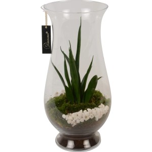 Disposizione di Sansevieria in vaso di vetro, circa 18 cm, decorata con muschio e pietre bianche.
