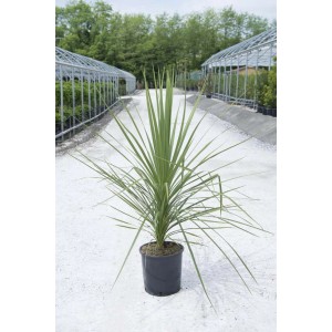 t.b.t. come pianta da siepe decorativa in vaso.