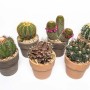Vari cactus in vaso, di diverse forme e colori.
