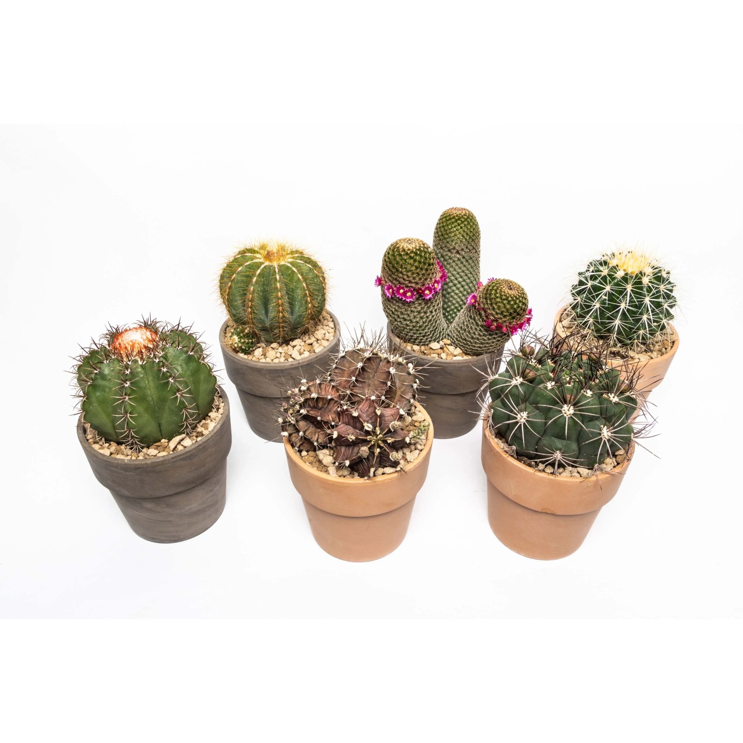 Vari cactus in vaso, di diverse forme e colori.