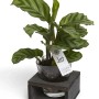 Pianta d'appartamento verde 't.b.t.' in vetro con base in legno.
