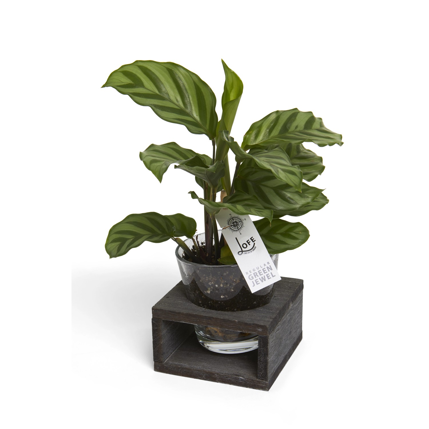Pianta d'appartamento verde 't.b.t.' in vetro con base in legno.