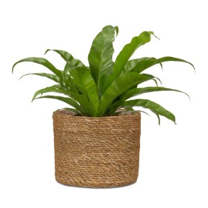 Felce a nido d'uccello verde in vaso intrecciato. Pianta d'appartamento decorativa per casa e giardino.